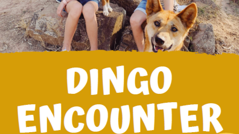 Dingo Encounter